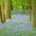 552 hectáreas de bosques donde parece que de un momento a otra se te va a cruzar un hada. Así es Hallerbos, un bosque donde florecen campanillas en cada centímetro libre y siempre huele a dulce. Con suerte, algún que otro ciervo también se ...