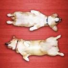 5c8aba6a230000dd04239758