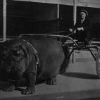 Un hombre usa a una cr&iacute;a de hipop&oacute;tamo para empujar un carro en 1923.