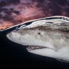 Terry Steeley, Reino Unido