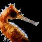 Terry Steeley, Reino Unido