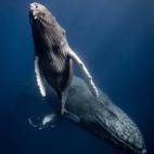 Craig Mcinally, Estados Unidos