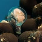 Jenny Str&ouml;mvoll, Suecia