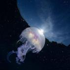 Salvatore Ianniello, Italia