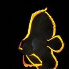 Uwe Schmolke, Alemania