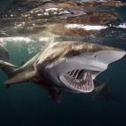 Allen Walker, Sudáfrica