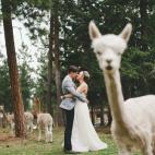 Esta alpaca está harta de tanto beso.
