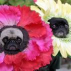 Estas flores salieron a pasear aún en medio del otoño.