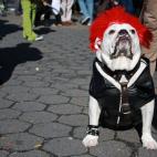 Este perro definitivamente es la estrella donde quiera que se para. Flickr: istolethetv