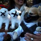 Directamente sacado de la película Hannibal, hay que temerle a esta fiera.