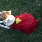 No es un ave, ni un avión... ¡es Superperro! Flickr: Reader of the pack