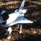 Con esas alas y actitud cualquiera le creería a este hermoso perrito que realmente puede volar.