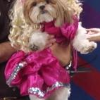 Con un traje rosado y extensiones en las orejitas, esta perrita es la nueva "Honey Boo Boo".