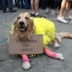 Big Bird ha sido despedido de PBS y busca dinero en la calle.