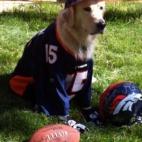 Con la fiebre del futbol americano, este perrito estará muy a la moda.