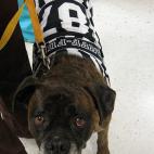 Su trabajo será decir cuál es el mejor disfraz de la lista.