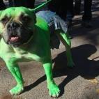 ¡No lo hagan molestar! (via The Social Newspaper)