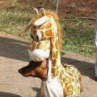 Estamos igual de confundidos en esta ocasión, pero por lo menos nos tranquiliza saber que las jirafas no son carnívoras. (via next-thing.net)