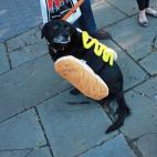 Parecería que este gran perro caliente no está muy contento con su disfraz... ¿y quién lo puede culpar? Flickr: istolethetv