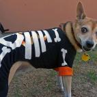 Alguien que le dé un hueso a este perrito por favor, por lo bien portado. Flickr: reader of the pack