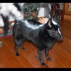 ¡Qué mal olor! (via flickr)