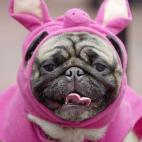 Con esta carita aplastada, qué mejor disfraz que el de cerdito.