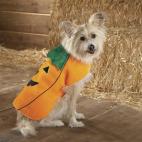 Él es una calabaza ambulante, muy afín con la temporada de otoño.