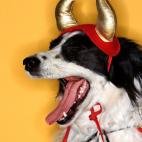 Este diablillo seguro hará muchas maldades.