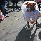 Esta perrita va directo al altar con todo y ramo de flores. Flickr: istolethetv