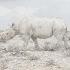 5c8b70ce230000dd0424bd11