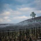 5c8b5c1f230000d50424887d