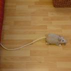 5c8b2ca922000051001a7794