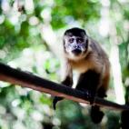 Este parque se creó en torno a un pantano con la idea de preservarlo, tanto a este como a la naturaleza que lo rodea. "El Pantanal es una región de Brasil famosa entre los amantes de la naturaleza de todo el mundo. Es un humedal enorme que es ...