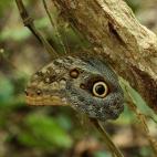 Se cree que este parque alberga la mayor diversidad biológica del mundo entre animales (jaguares, lechuzas, pumas, coatíes, monos, cocodrilos, etc.), plantas, árboles y ríos. De hecho, hay árboles que actualmente se encuentran en peligro de...