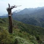 Al norte de la isla japonesa Yakushima está la zona más húmeda y de clima más tropical. Y allí es donde también se encuentra una de sus reliquias más míticas: un árbol que se calcula tiene más de 7.000 años. Como curiosidad, este parq...