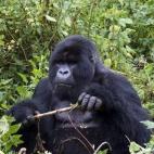 Este parque es famoso por ser el refugio de gorilas de montaña. De hecho, una razón de peso para visitar este rincón es vivir entre esos gorilas. Además, en este territorio se encuentran cinco de los ocho volcanes que forman la cordillera de...