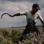 Un hombre recolecta flores de lavanda durante la cosecha en la villa de Tsenovo, Bulgaria. La producción de lavanda se ha incrementado hasta llegar a ser la mayor productora mundial.