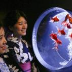 El artista nipón Hidetomo Kimura, especializado en el diseño de acuarios, celebra el décimo aniversario de su muestra artistíca en el marco del festival Eco Edo Nihonbashi 2016 en Tokio, Japón. La exhibición alberga alrededor de 8.000 carp...