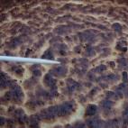 Cuando la tarta esté bien cocida, retirar del horno y dejar enfriar sin sacarla del molde.