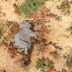 Botsuana investiga la misteriosa muerte de 275 elefantes en los últimos días