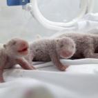 Los pandas, el día de su nacimiento (29/07/2014).