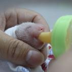 Uno de los trillizos toma el biberón en su décimo día de vida (7/08/2014).