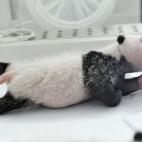 Así eran a las dos semanas de vida (11/08/2014).