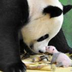 La madre juega con uno de ellos en su 18º día de vida (15/08/2014).