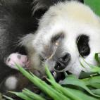 La madre, con uno de ellos a los 19 días de vida (16/08/2014).