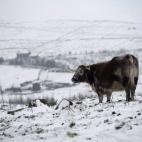 5c8b80a2230000d50424e635