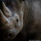 La materia prima necesaria para hacer una computadora de escritorio, incluyendo 530 libras de combustibles fósiles, 50 libras de productos químicos y 3.330 libras de agua, pesa 2 toneladas en total. Más o menos lo mismo que un rinoceronte.