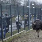 En la mansión de Yanukovich había animales, avestruces incluídas
