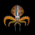 5f880aab1f00006ba10c1f01