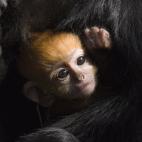 El año pasado, un equipo internacional de investigadores calculó lo que costaría sacar a las especies animales en peligro crítico de esa situación extrema. Obviamente, la cantidad era impresionante. Los investigadores concluyeron que costar...